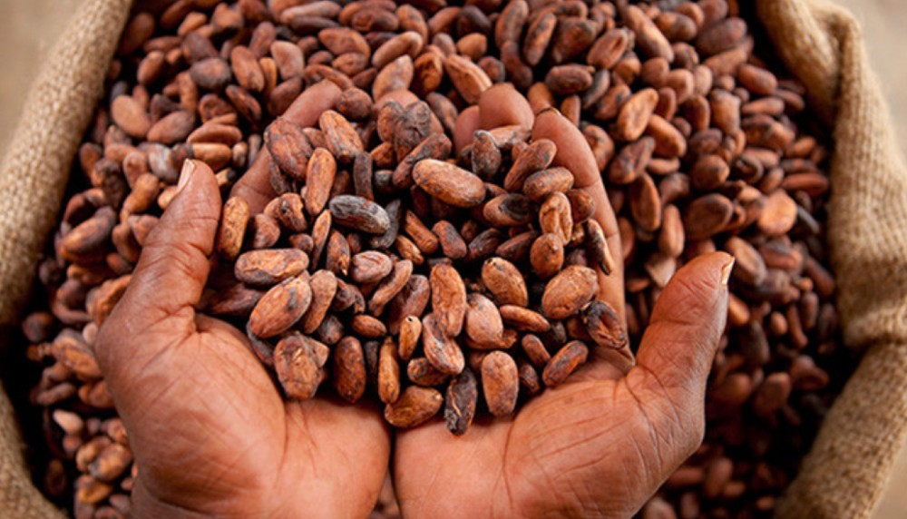 Main Crop Cocoa